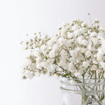 Baby's Breath 满天星