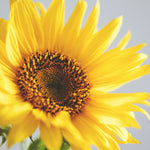 Sunflower 太阳花