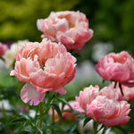 Peony 芍药