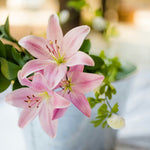 Lily 百合