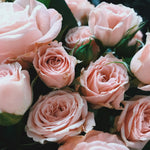 Rose 玫瑰