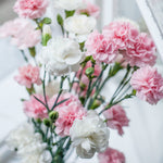 Carnation 康乃馨