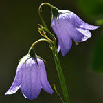 Bellflower 风铃花