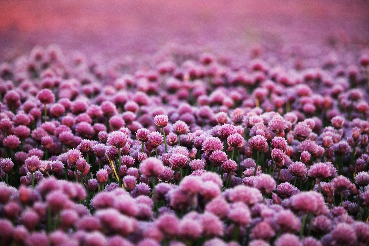 A dense field of pink chive flowers in full bloom, with a soft blurred background.